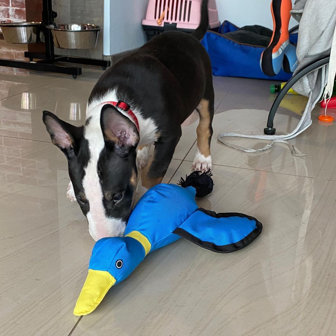 Bull Terrier